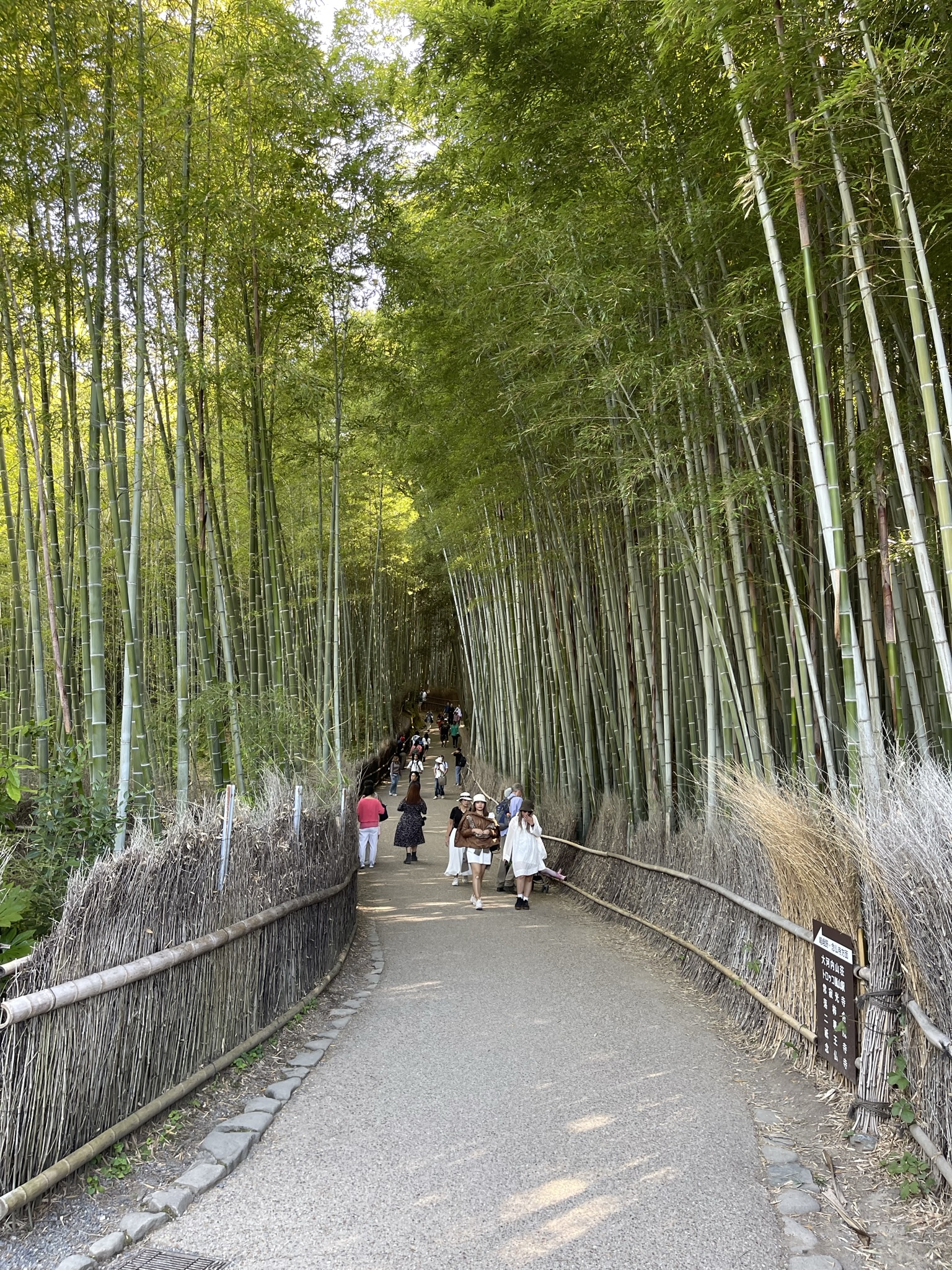 Kyoto-Bamboo Forest